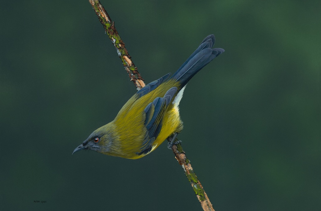 Korimako the Bellbird